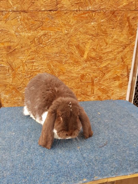  - Femele mature de vanzare 02 05 2018