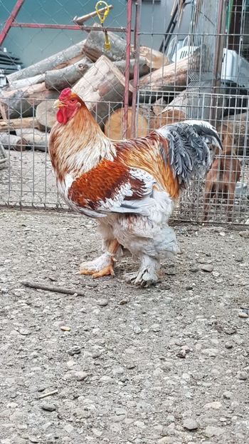  - fam brahma rotgestattelt si potarnichiu pe albastru 2017