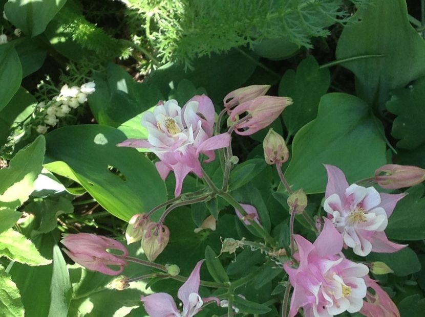  - Caldaruse Columbine