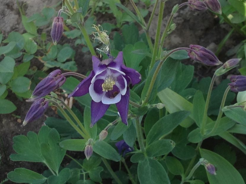  - Caldaruse Columbine