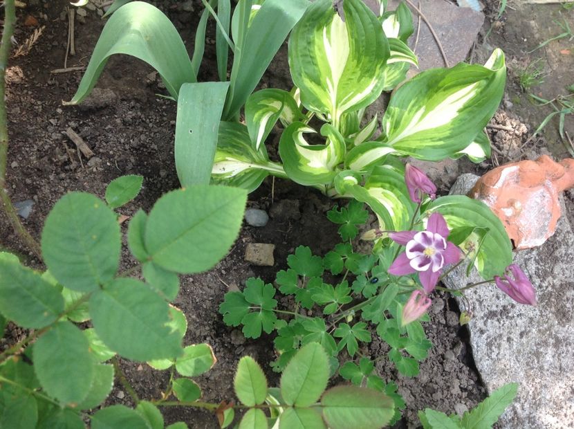  - Caldaruse Columbine