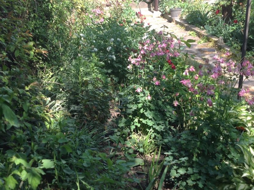  - Caldaruse Columbine