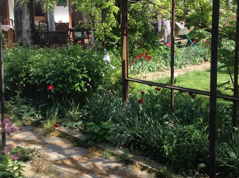  - Caldaruse Columbine