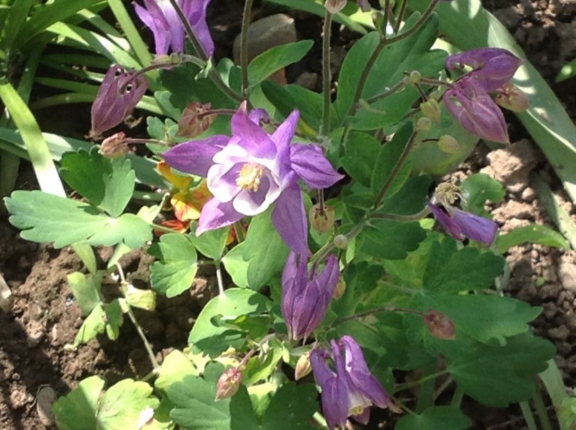  - Caldaruse Columbine