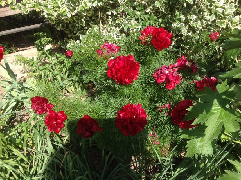  - Bujori de Stepa paeonia tenuifolia rubra plena