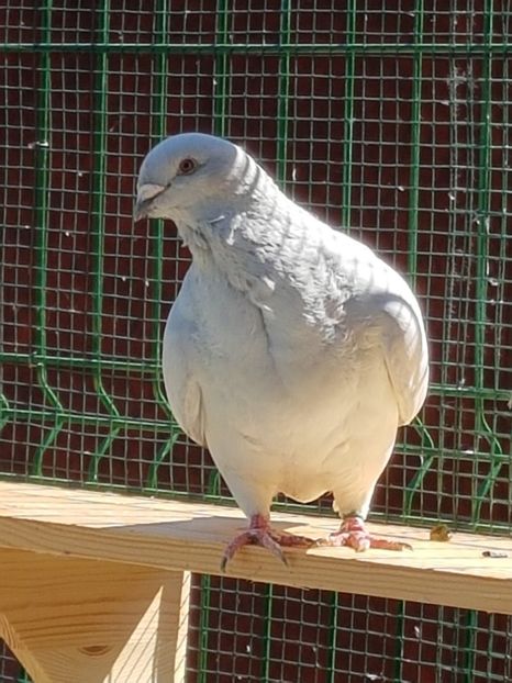 F-2013-7015 - 0-VRdF-2018