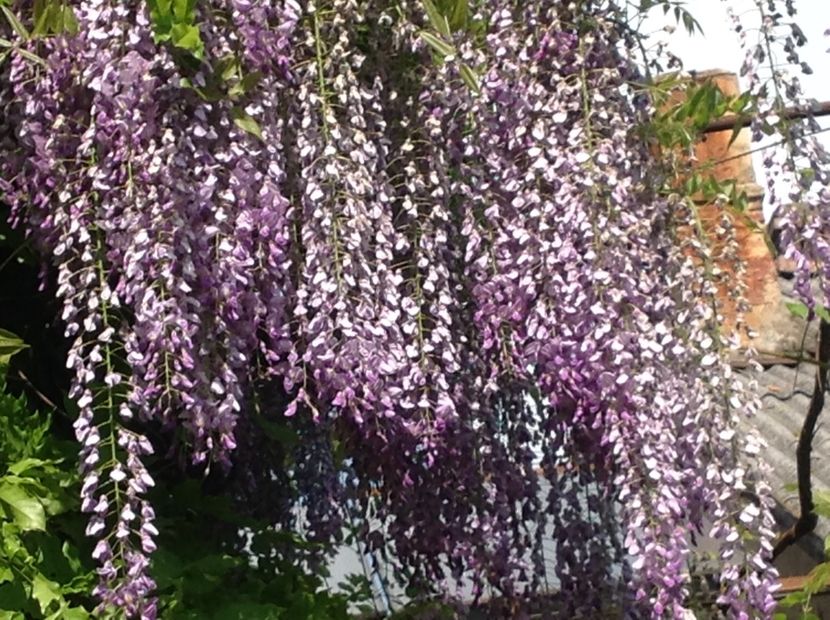  - Glicina 6 feb 2018