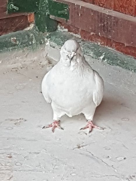 M-2015-13304 - 0-VRdF-2018