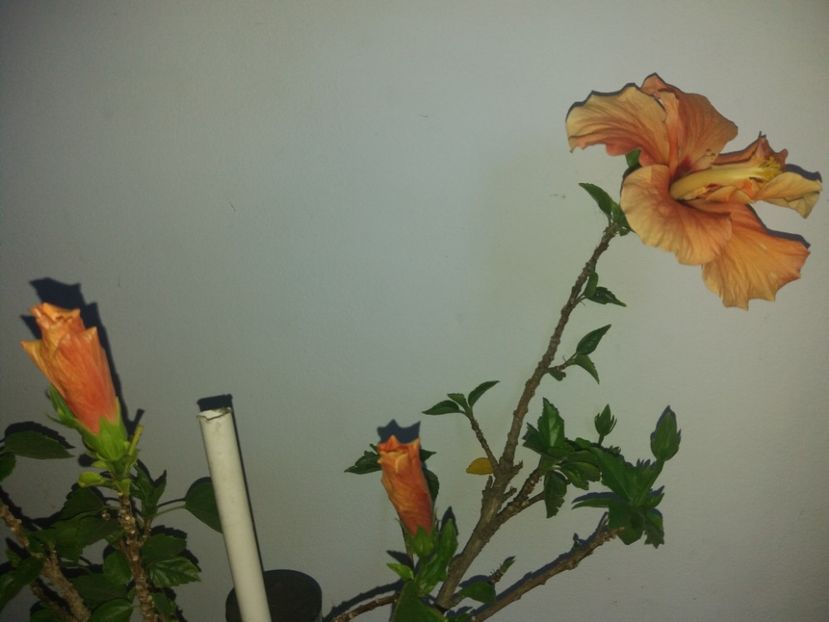  - Florile mele mai 2018