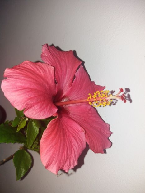  - Florile mele mai 2018