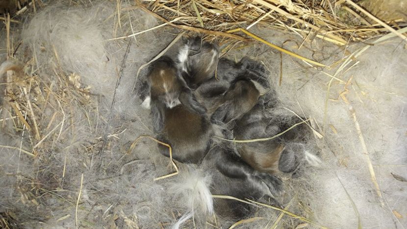  - Cuib din 24_04_2018