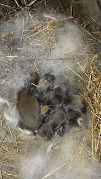  - Cuib din 24_04_2018