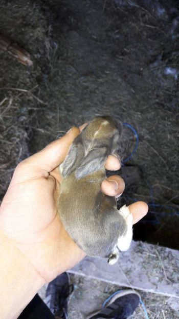  - Cuib din 24_04_2018