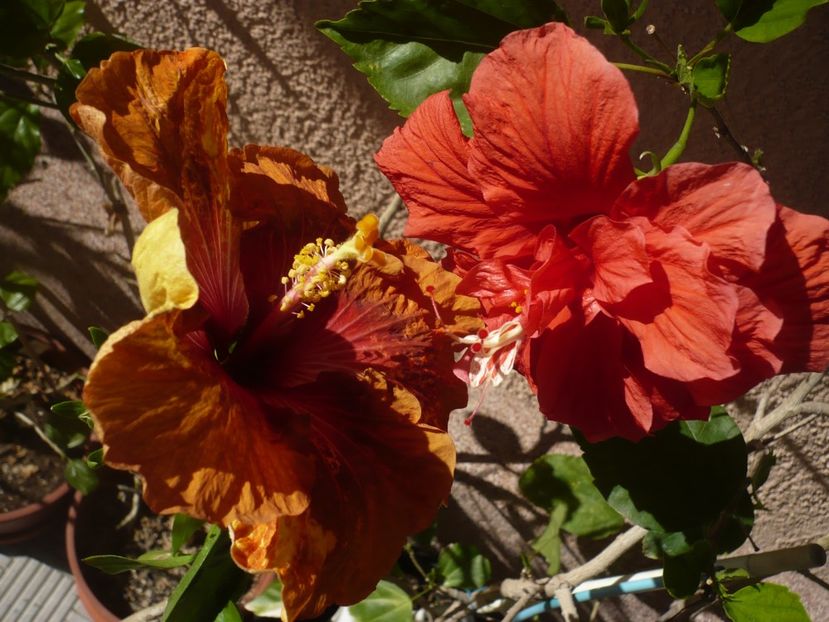 P1360701 - HIBISCUSI 2018-1