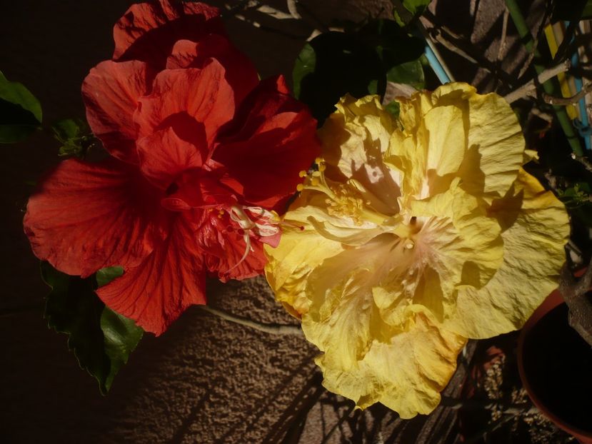 P1360708 - HIBISCUSI 2018-1