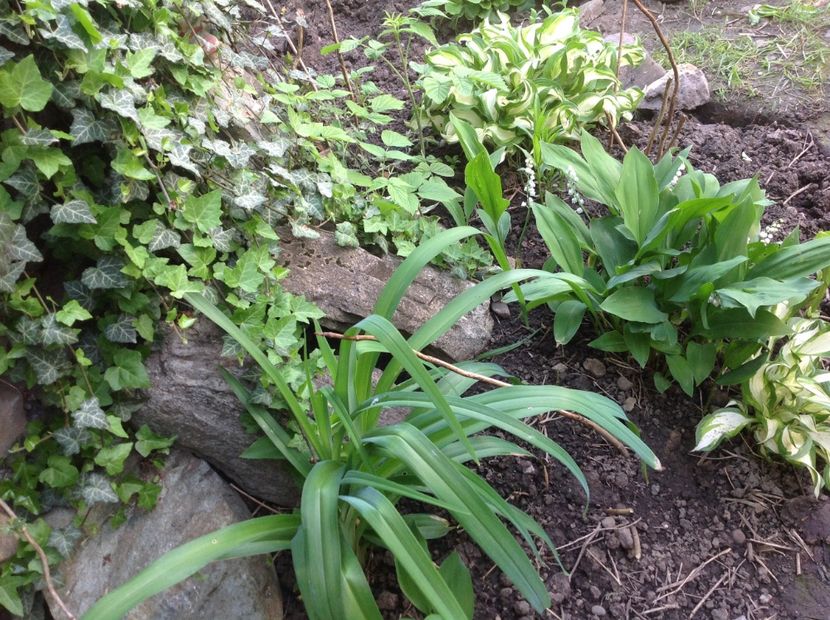  - Gradina secreta de nord