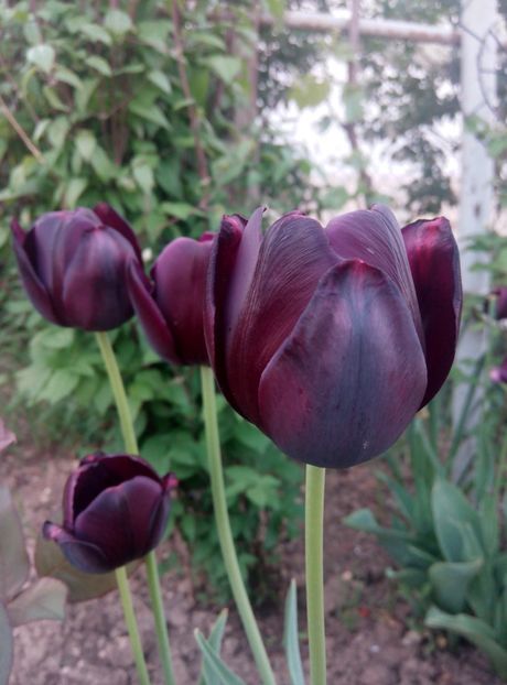 2 mai - gradina 2018