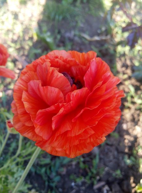 2 mai - gradina 2018