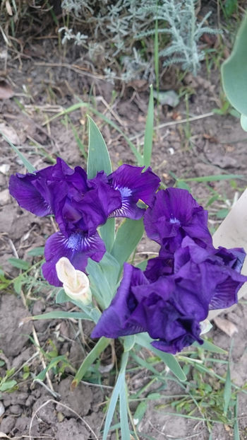  - Gradina primavara 2018