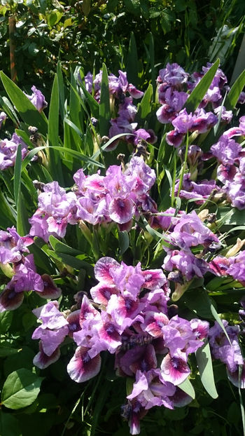  - Gradina primavara 2018