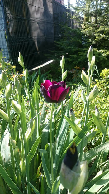  - Gradina primavara 2018