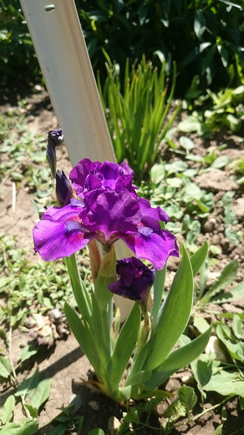  - Gradina primavara 2018