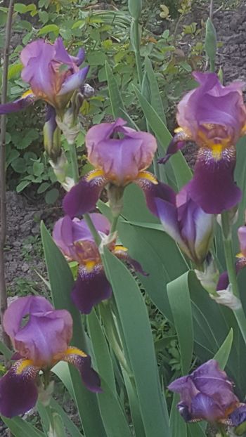  - ---------Flori -2018