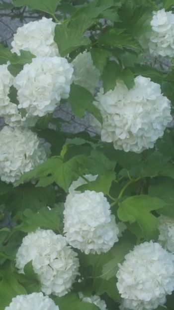  - ---------Flori -2018