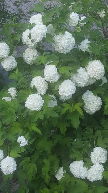  - ---------Flori -2018