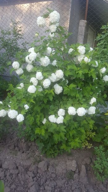  - ---------Flori -2018