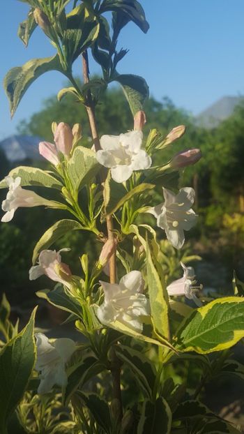  - ---------Flori -2018