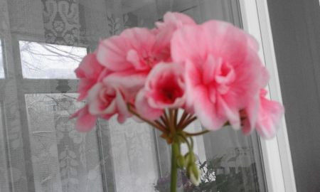 110575400_ADRETQP3 - achiziti muscate 2018