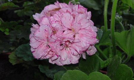 DYLAN CHERONE - achiziti muscate 2018