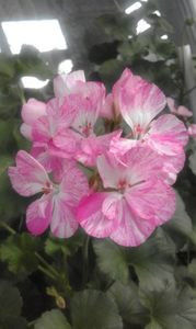 PURPLE MOZAIC - achiziti muscate 2018