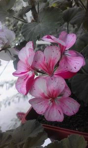 SUNBURST - achiziti muscate 2018