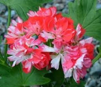 donchiverton - achiziti muscate 2018