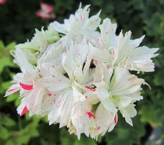 fairy light a - achiziti muscate 2018