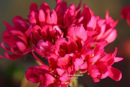 JOHN ROUD - achiziti muscate 2018