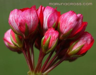 Victoria Andreea - achiziti muscate 2018