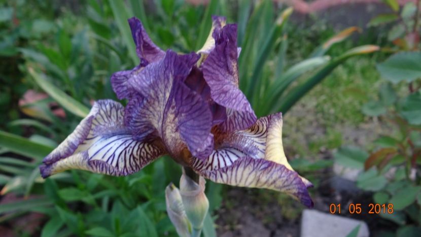 Gnu Rayz - De-ale lui Florar