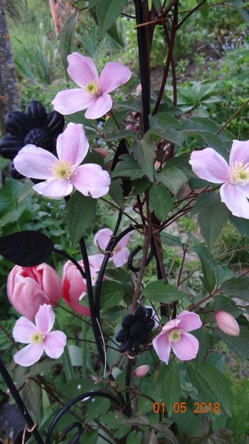 infloreste prima data :) - De-ale lui Florar