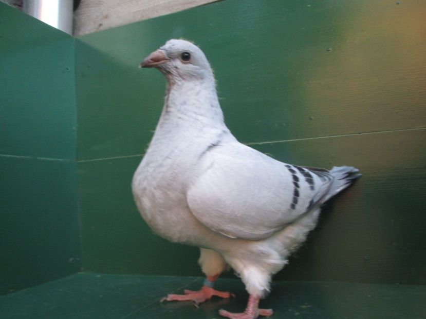 03508-18 - Tineret 2018