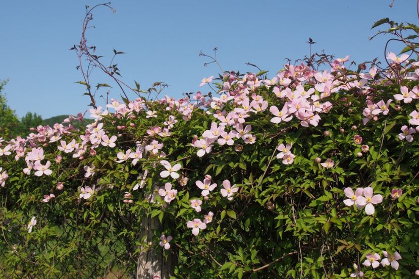 Clematita montana - 1 Gradina mea