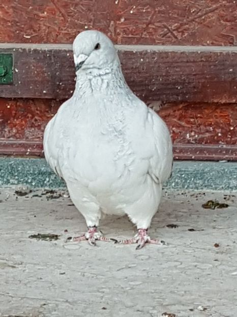 F-2016-4099 - 0-VRdF-2018