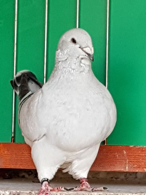 F-2016-4400 - 0-VRdF-2018