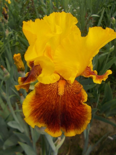 DAZLING GOLD - Irisi-2018 Barbata Elatior si Intermedia