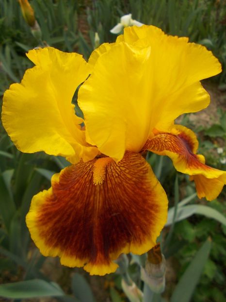  - Irisi-2018 Barbata Elatior si Intermedia