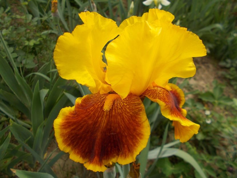  - Irisi-2018 Barbata Elatior si Intermedia