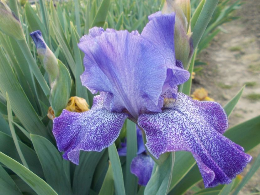 PURPLE PEPPER - Irisi-2018 Barbata Elatior si Intermedia