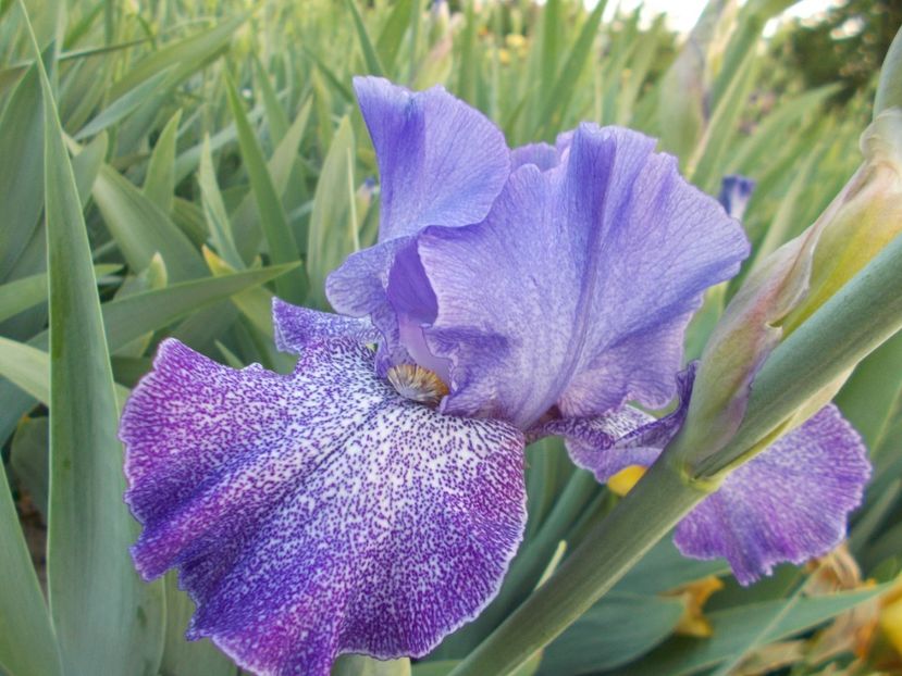  - Irisi-2018 Barbata Elatior si Intermedia